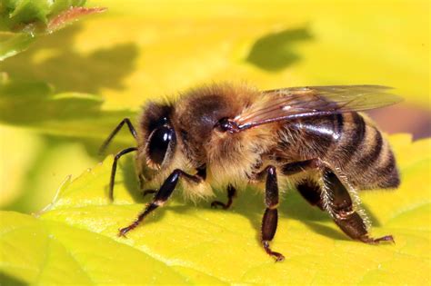 honey bees pictures photos|honey bee jpg files.